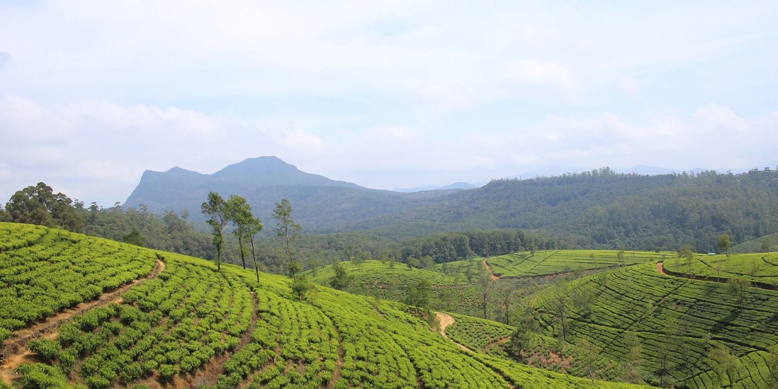Plantacje herbaty w Nuwara Eliya